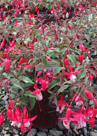 Fuchsia  'Alice Hoffman'